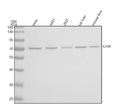 Anti-CHM Antibody Picoband®