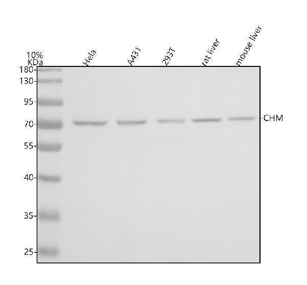 Anti-CHM Antibody Picoband®