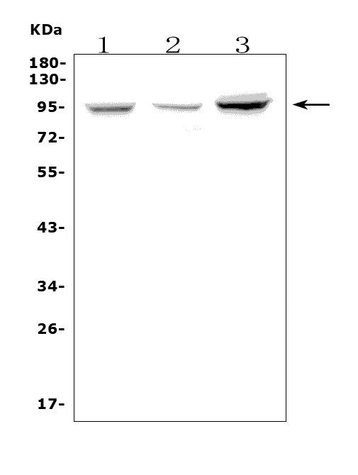 Anti-Fibrinogen alpha chain/FGA Antibody Picoband®