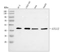 Anti-ATG12 Antibody Picoband®