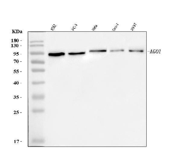 Anti-AGO1 Antibody Picoband®