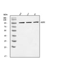 Anti-AGO1 Antibody Picoband®