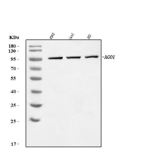 Anti-AGO1 Antibody Picoband®