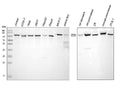 Anti-EEF2 Antibody Picoband®