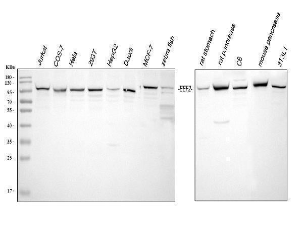 Anti-EEF2 Antibody Picoband®