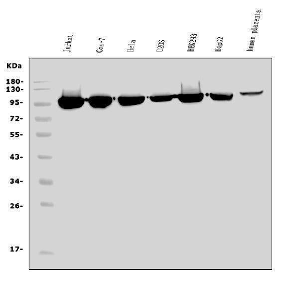 Anti-EEF2/Elongation factor 2 Antibody Picoband®