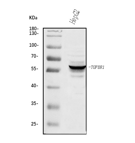 Anti-TGF beta Receptor I/TGFBR1 Antibody Picoband®