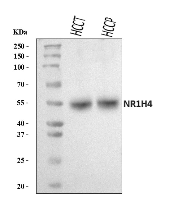 Anti-Bile Acid Receptor NR1H4 Antibody Picoband®