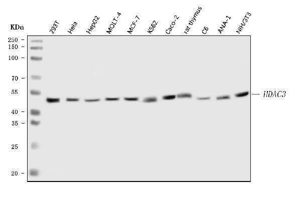 Anti-HDAC3 Antibody Picoband®