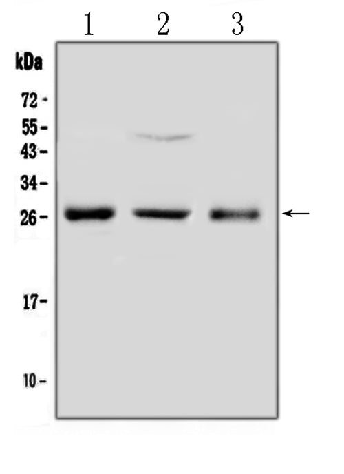 Anti-FGF8 Antibody Picoband®