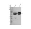 Anti-PAX7 Antibody Picoband®