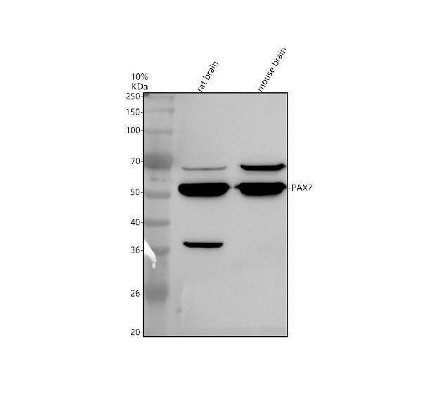Anti-PAX7 Antibody Picoband®