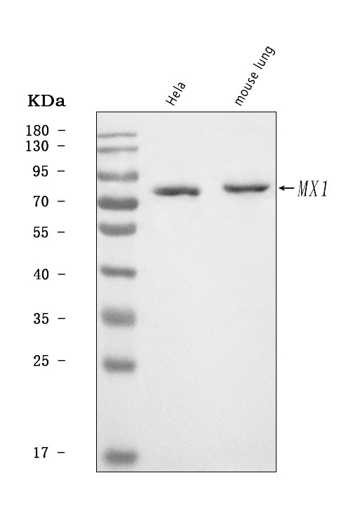 Anti-MX1 Antibody Picoband®