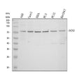 Anti-MX1 Antibody Picoband®