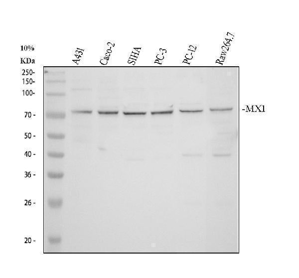 Anti-MX1 Antibody Picoband®