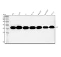 Anti-GH1 Antibody Picoband®