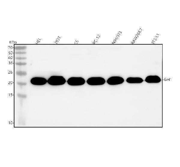 Anti-GH1 Antibody Picoband®