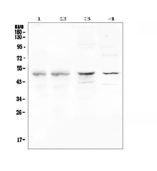 Anti-CFP Antibody Picoband®