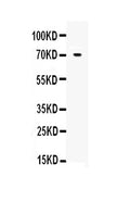 Anti-Angiopoietin-1/ANGPT1 Antibody Picoband®