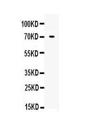 Anti-Angiopoietin-1/ANGPT1 Antibody Picoband®