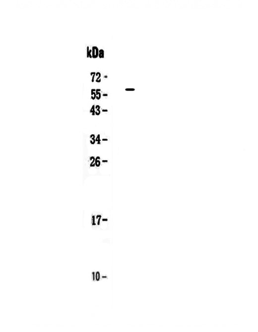 Anti-IL27 Antibody Picoband®