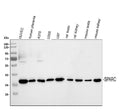 Anti-SPARC Antibody Picoband®