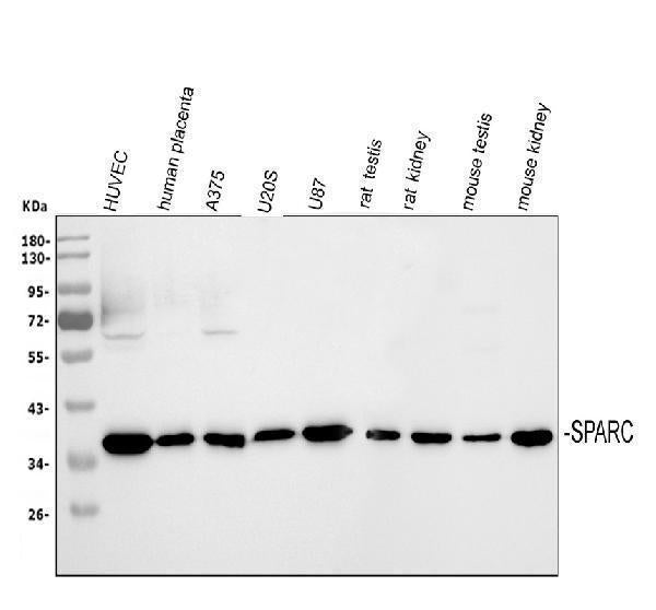 Anti-SPARC Antibody Picoband®