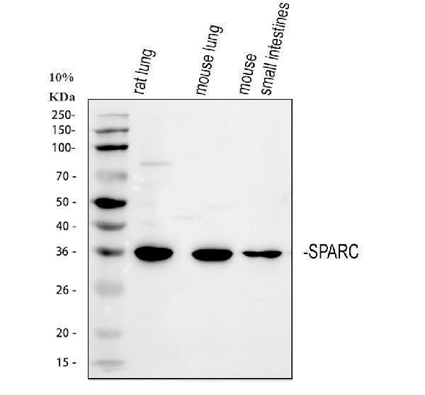 Anti-SPARC Antibody Picoband®