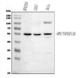 Anti-Osteoprotegerin/TNFRSF11B Antibody Picoband®