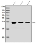 Anti-Aquaporin 1/AQP1 Antibody Picoband®