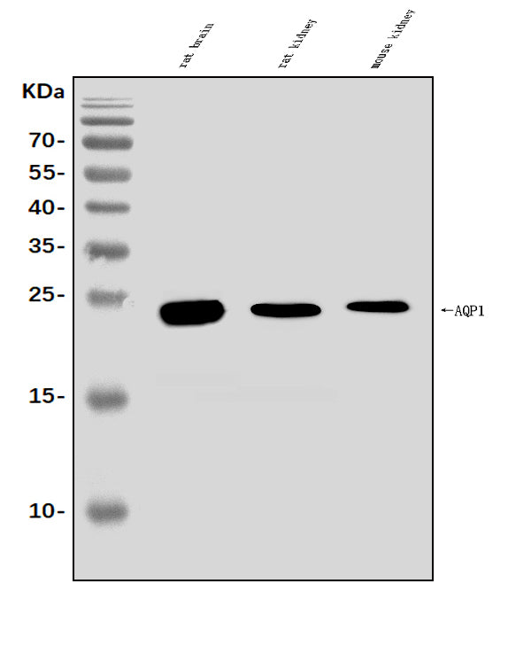 Anti-Aquaporin 1/AQP1 Antibody Picoband®