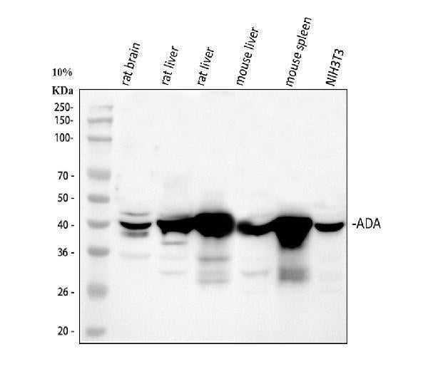Anti-ADA Antibody Picoband®