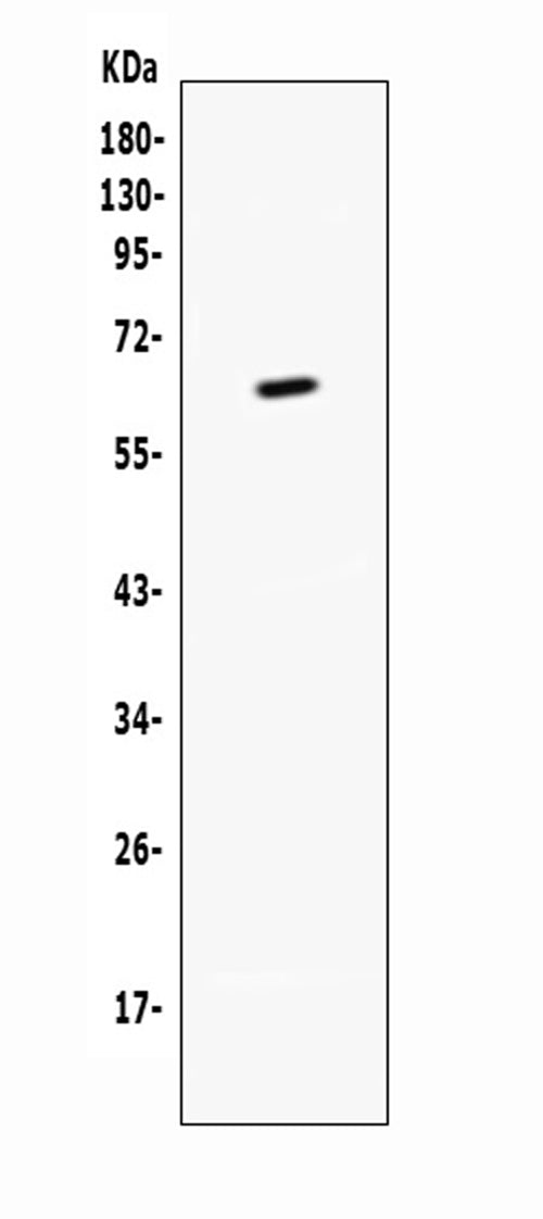 Anti-CD137/Tnfrsf9 Antibody Picoband®