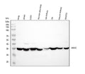 Anti-Annexin A2/ANXA2 Antibody Picoband®