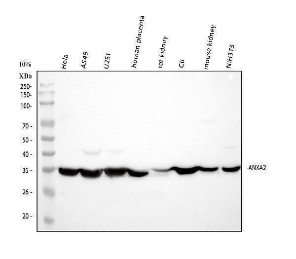 Anti-Annexin A2/ANXA2 Antibody Picoband®