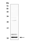Anti-PF4 Antibody Picoband®