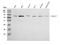 Anti-DLL4 Antibody Picoband®