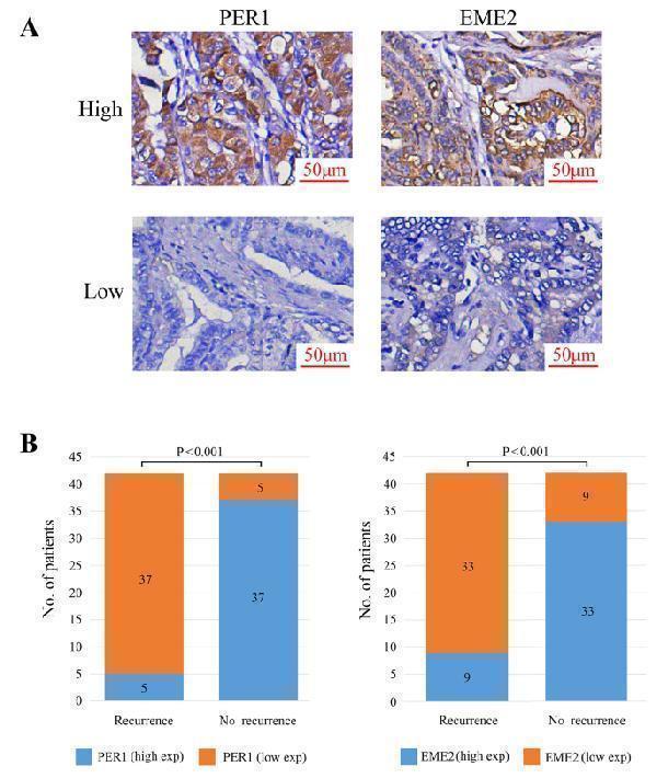Anti-PER1 Antibody Picoband®