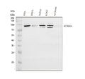 Anti-DYRK1A Antibody Picoband®