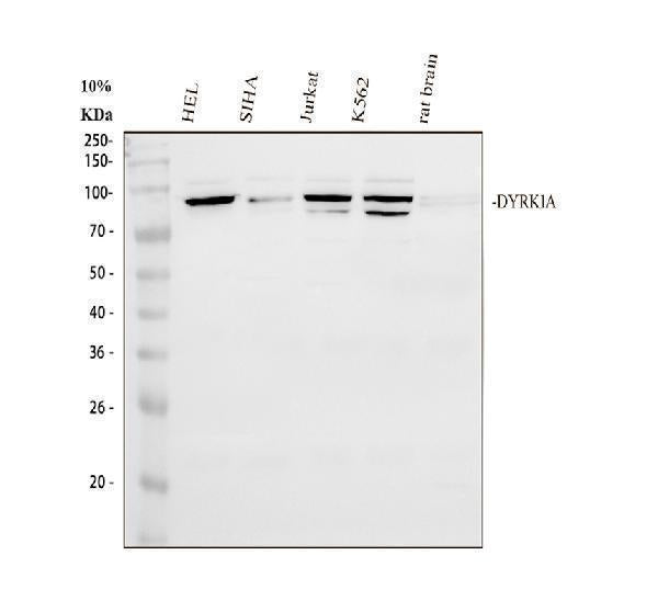 Anti-DYRK1A Antibody Picoband®