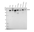 Anti-MYH9 Antibody Picoband®