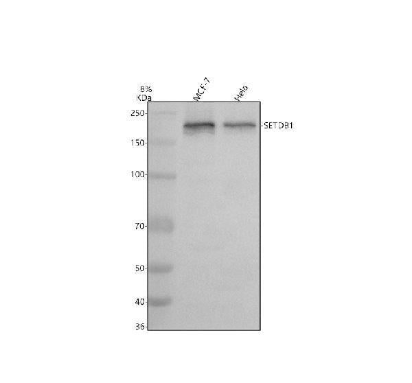 Anti-SETDB1 Antibody Picoband®