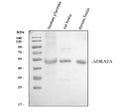 Anti-alpha 2a Adrenergic Receptor/ADRA2A Antibody Picoband®