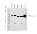 Anti-Glucokinase/GCK Antibody Picoband®