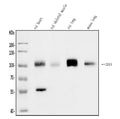 Anti-CD34 Antibody Picoband®