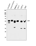 Anti-GFI1 Antibody Picoband®