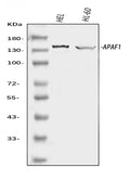 Anti-APAF1 Antibody Picoband®