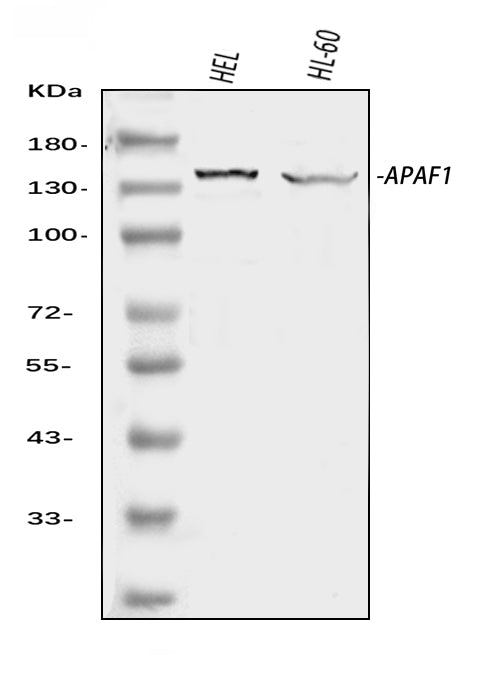 Anti-APAF1 Antibody Picoband®