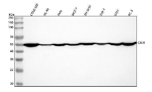Anti-Calreticulin/CALR Antibody Picoband®