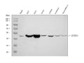 Anti-Epoxide hydrolase/EPHX1 Antibody Picoband®